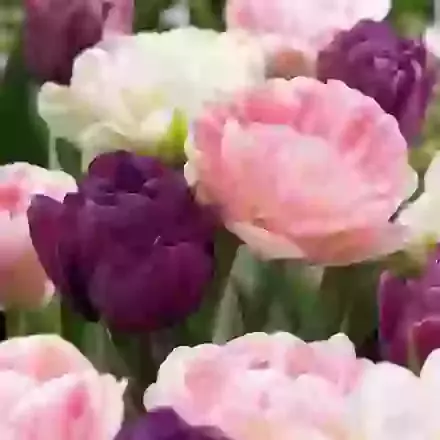 Paeony Tulip Mixture